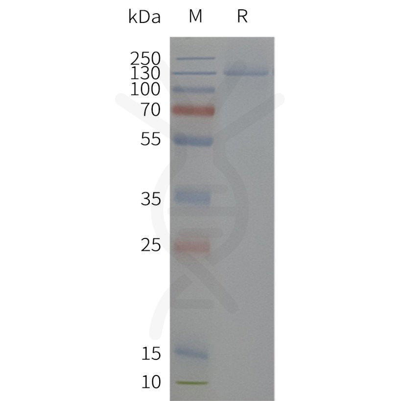 flp120512-kcnh2-sp1.png