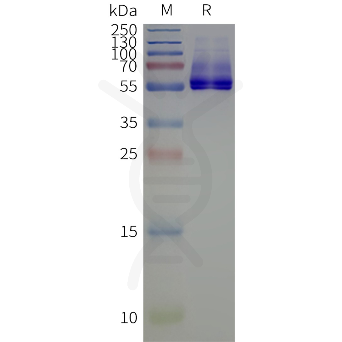 flp120518-kcnj3-strep-sp1.png