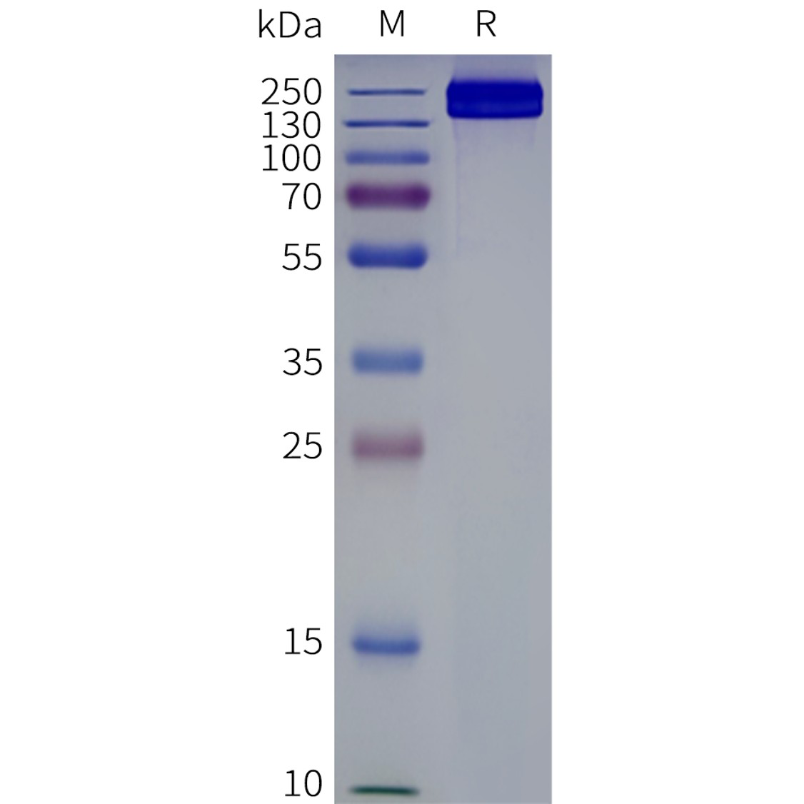 flp120661-abcc4-strep-sp1.png