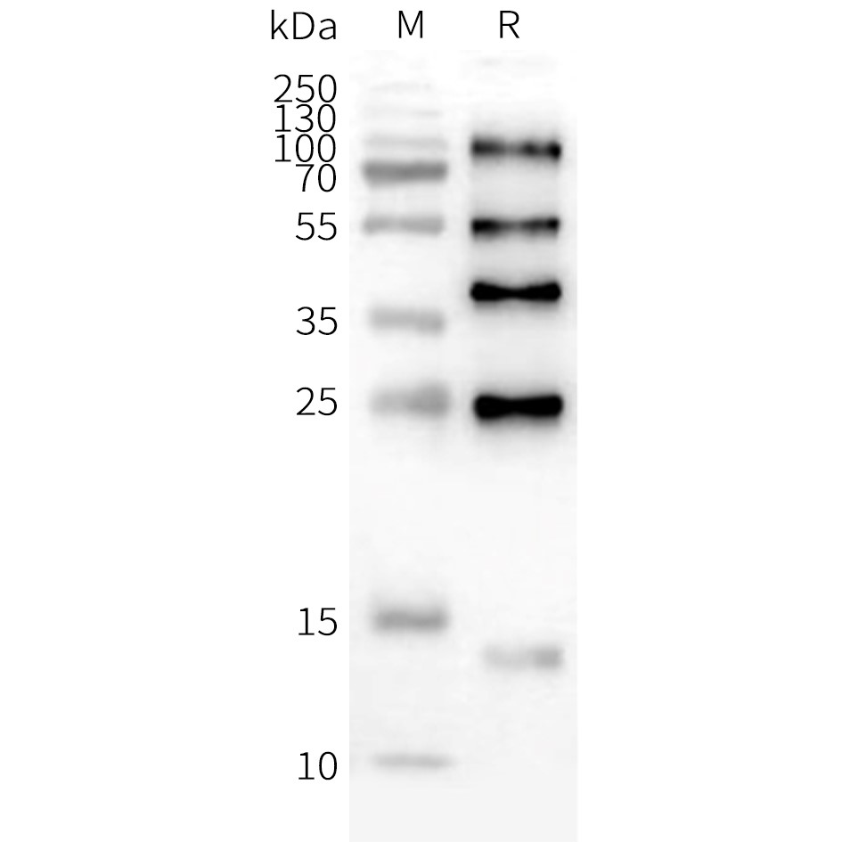 flp100148-ildr2-wb1.png