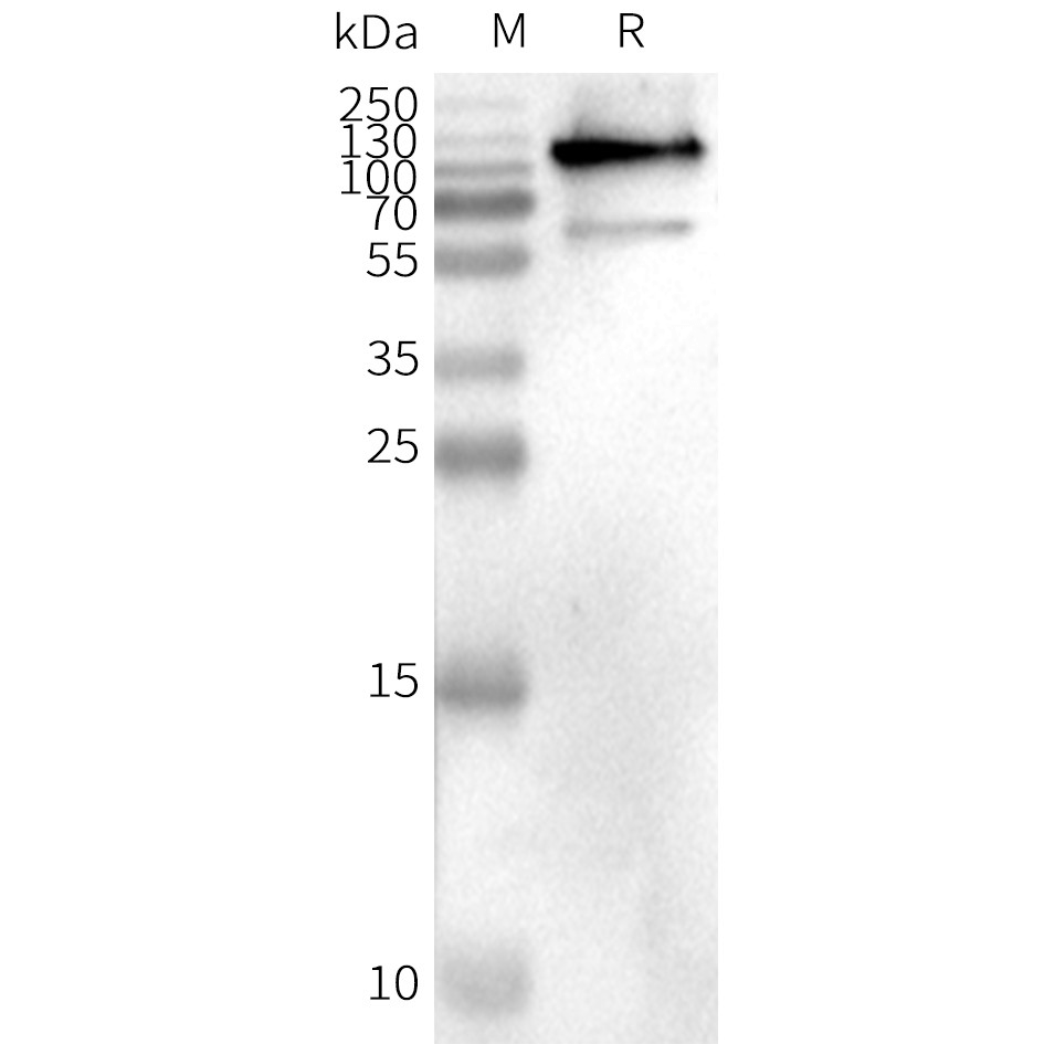 flp400499b-cd19-wb1.png