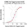 elisa-PME100036 ELISA 1 S RBD
