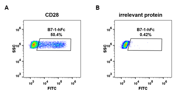 PME100473-B7-1-hFc-FC-Fig4.jpg