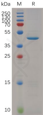 sp-PME M100023 RNASE4 hFc PAGE 300
