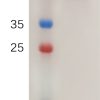 sp-PME M100071 4 1BB Ligand hFc PAGE 300