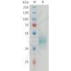 sp-PME M100079 CD24 Fig.1 SDS PAGE 1