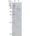 sp-PME M100110 IL23A Fig.1 SDS PAGE 1