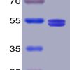 sp-PME100020 SP GITR Ligand 300