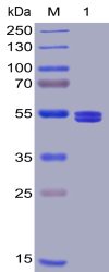 sp-PME100020 SP GITR Ligand 300