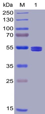 sp-PME100020 SP GITR Ligand 300