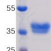 sp-PME100035 BCMA mFc SP