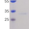 sp-PME100076 TNFa His SP