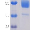 sp-PME100091 CD37 hFc PAGE 300