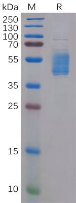 sp-PME100112 CCR4 hFc 300