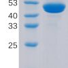 sp-PME100192 CD40 Ligand hFc PAGE 300