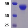 sp-PME100470 CD5 His SP