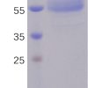 sp-PME100484 ICOS hFc PAGE 300