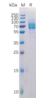 sp-PME100515 Galectin9 hFc PAGE 300