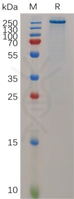 sp-PME100685 TENM4 His PAGE 300