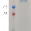 sp-PME100728 PRNP90 230 Protein hFc PAGE 300