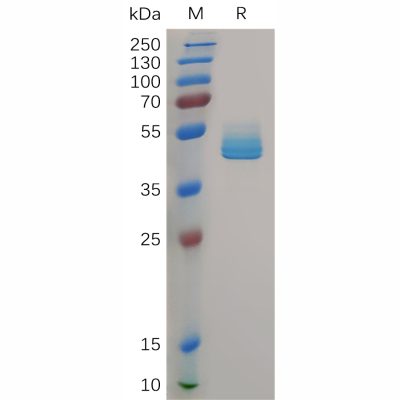 sp-PME100730 CD3DCD3E Fig.1 SDS PAGE 1