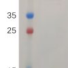 sp-PME100734 LRIG1 Protein His PAGE 300