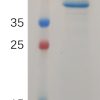 sp-PME100738 MDK Protein hFc PAGE 300