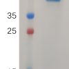 sp-PME100739 IL31 Protein hFc PAGE 300