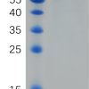 sp-PME100818 CD39 hFc PAGE 300