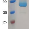 sp-PME100828 CD3E hFc PAGE 300