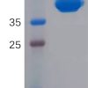 sp-PME100874 NECTIN 4 His 300