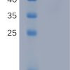 sp-PME101119 FAM3D hFc PAGE 300