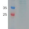 sp-PME101146 SARS CoV 2 Omicron BA.5 S protein RBD hFc PAGE 300