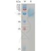sp-PME101233 ACVR1C Fig.1 SDS PAGE 1