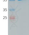 PME101246 human CXADR hFc recombinant protein
