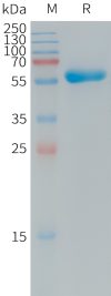 PME101246 human CXADR hFc recombinant protein