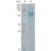 sp-PME101256 FCRL2 Fig.1 SDS PAGE 1
