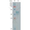 sp-PME101261 MRGPRX2 Fig.1 SDS PAGE 1