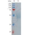 sp-PME101269 GLP1R Fig.1 SDS PAGE 1