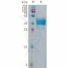 sp-PME101282 CHRM2 Fig.1 SDS PAGE 1