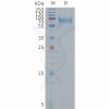 sp-PME101297 IBSP Fig.1 SDS PAGE 1