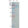 sp-PME101326 LILRA2 Fig.1 SDS PAGE 1