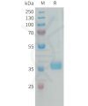 sp-PME101340 MFAP4 Fig.1 SDS PAGE 1