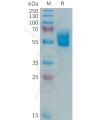 sp-PME101364 APO 1 Fig.1 SDS PAGE 1