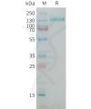 sp-PME101385 CSPG4 Fig.1 SDS PAGE 1