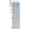 sp-PME101413 ADGRD1 Fig.1 SDS PAGE 1