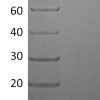 sp-PME30002 C114 Q9Y258 SDS PAGE 0