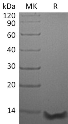 sp-PME30002 C114 Q9Y258 SDS PAGE 0