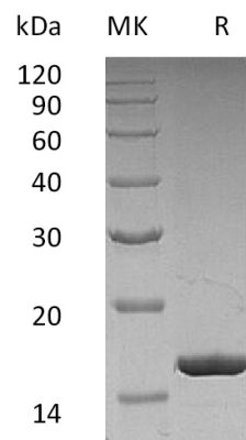 sp-PME30003 C002 P09919 2 SDS PAGE 0
