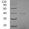 sp-PME30009 C074 AAI03967.1 SDS PAGE 0